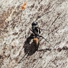 Myrmarachne luctuosa at Aranda, ACT - 4 Mar 2022