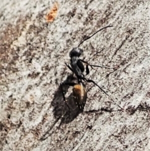 Myrmarachne luctuosa at Aranda, ACT - 4 Mar 2022 12:49 PM