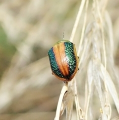Calomela parilis (Leaf beetle) at Aranda, ACT - 4 Mar 2022 by CathB