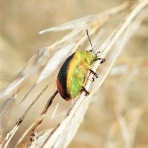 Calomela parilis at Aranda, ACT - 4 Mar 2022