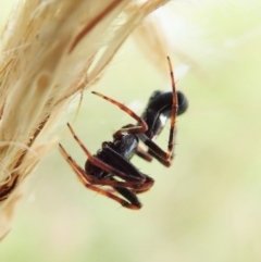 Cyclosa sp. (genus) (Trashline Orbweaver) at Cook, ACT - 4 Mar 2022 by CathB