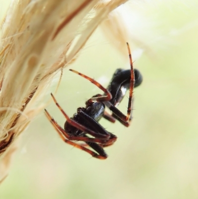 Cyclosa sp. (genus) (Trashline Orbweaver) at Cook, ACT - 4 Mar 2022 by CathB