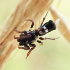 Cyclosa sp. (genus) at Cook, ACT - 4 Mar 2022 01:13 PM