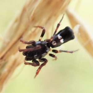 Cyclosa sp. (genus) at Cook, ACT - 4 Mar 2022 01:13 PM