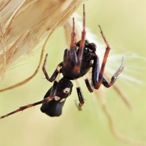 Cyclosa sp. (genus) at Cook, ACT - 4 Mar 2022