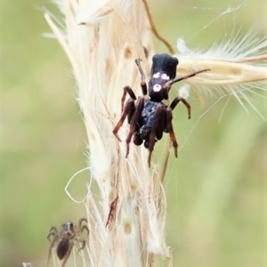 Cyclosa sp. (genus) at Cook, ACT - 4 Mar 2022