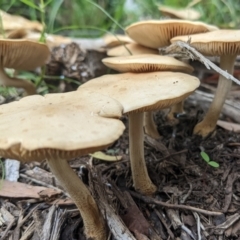 Unidentified Clubs/stalks on wood or on leaf/twig litter at Watson, ACT - 7 Mar 2022 by AniseStar