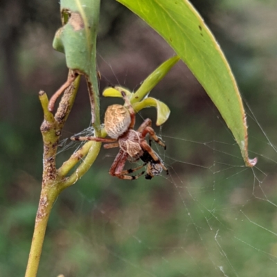 Salsa fuliginata (Sooty Orb-weaver) at Watson Green Space - 7 Mar 2022 by AniseStar