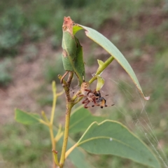 Salsa fuliginata at Watson, ACT - 7 Mar 2022 01:49 PM