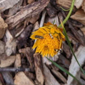 Eretmocera (genus) (Scythrididae family) at Watson, ACT - 7 Mar 2022