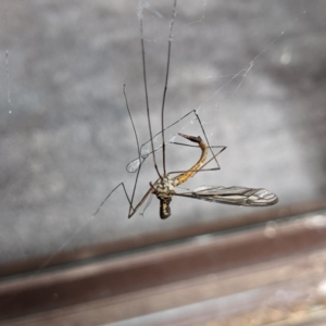 Ptilogyna sp. (genus) at Watson, ACT - 7 Mar 2022