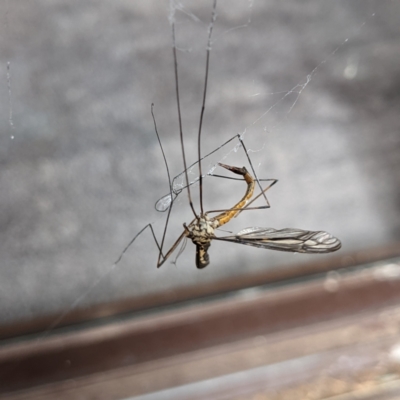 Ptilogyna sp. (genus) (A crane fly) at Watson, ACT - 7 Mar 2022 by AniseStar