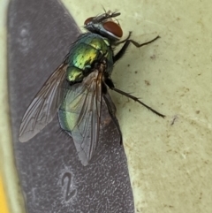 Lucilia sp. (genus) (A blowfly) at Jerrabomberra, NSW - 7 Mar 2022 by SteveBorkowskis