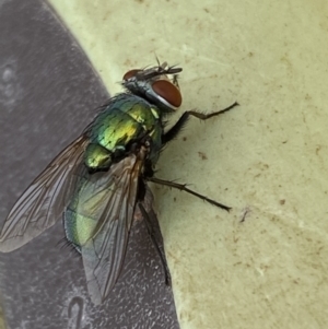 Lucilia sp. (genus) at Jerrabomberra, NSW - 7 Mar 2022