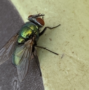 Lucilia sp. (genus) at Jerrabomberra, NSW - 7 Mar 2022