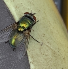 Lucilia sp. (genus) at Jerrabomberra, NSW - suppressed