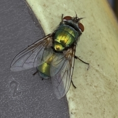 Lucilia sp. (genus) at Jerrabomberra, NSW - 7 Mar 2022