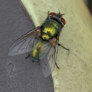 Lucilia sp. (genus) at Jerrabomberra, NSW - 7 Mar 2022