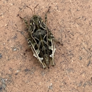 Paratettix argillaceus at Jerrabomberra, NSW - suppressed