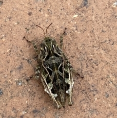 Paratettix argillaceus at Jerrabomberra, NSW - suppressed