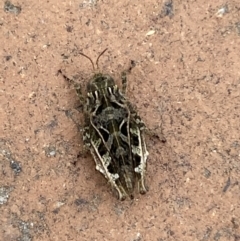 Paratettix argillaceus at Jerrabomberra, NSW - suppressed