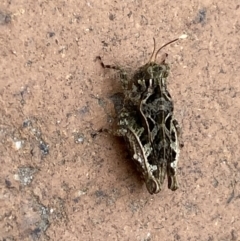 Paratettix argillaceus at Jerrabomberra, NSW - suppressed
