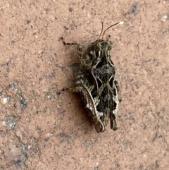 Paratettix argillaceus at Jerrabomberra, NSW - suppressed
