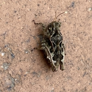 Paratettix argillaceus at Jerrabomberra, NSW - suppressed