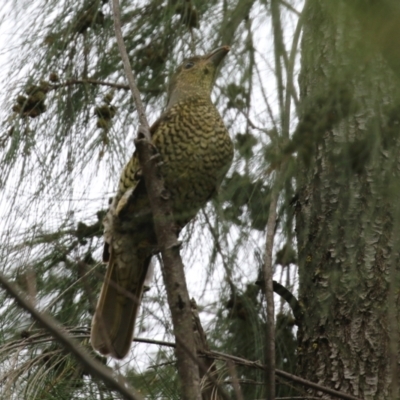 Ptilonorhynchus violaceus (Satin Bowerbird) at Gordon Pond - 7 Mar 2022 by RodDeb