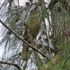 Ptilonorhynchus violaceus at Gordon, ACT - 7 Mar 2022