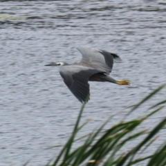 Egretta novaehollandiae (White-faced Heron) at Gordon, ACT - 7 Mar 2022 by RodDeb