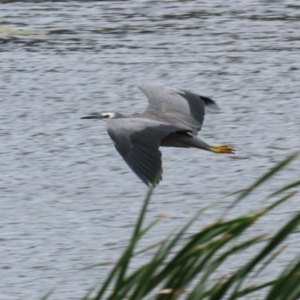 Egretta novaehollandiae at Gordon, ACT - 7 Mar 2022