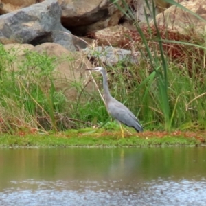 Egretta novaehollandiae at Gordon, ACT - 7 Mar 2022