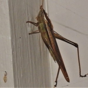 Conocephalus semivittatus at Wanniassa, ACT - 6 Mar 2022