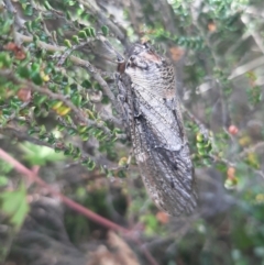 Tettigarcta crinita (Alpine Hairy Cicada) at Cotter River, ACT - 20 Feb 2022 by SuziBond