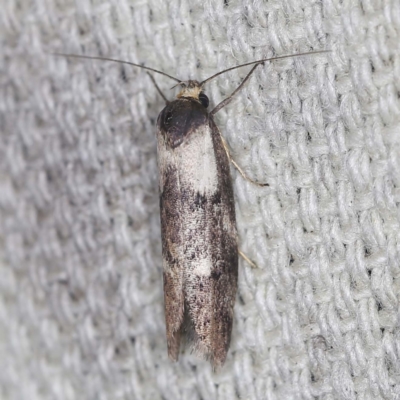 Palimmeces leucopelta (A concealer moth) at O'Connor, ACT - 3 Mar 2022 by ibaird
