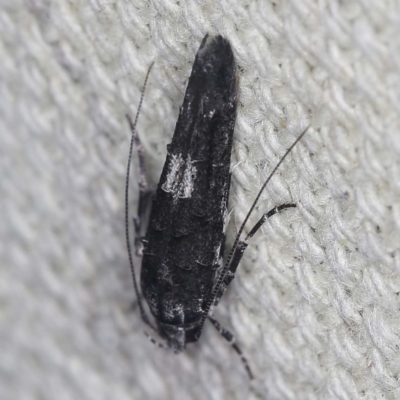 Leptozestis and Trachydora (genera) (A cosmet moth) at O'Connor, ACT - 3 Mar 2022 by ibaird