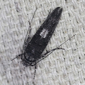 Leptozestis and Trachydora (genera) at O'Connor, ACT - 4 Mar 2022