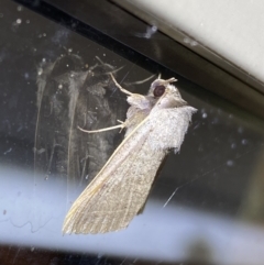 Pantydia (genus) (An Erebid moth) at Jerrabomberra, NSW - 7 Mar 2022 by Steve_Bok