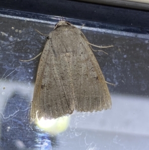 Pantydia (genus) at Jerrabomberra, NSW - 7 Mar 2022