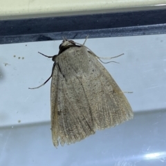 Pantydia (genus) at Jerrabomberra, NSW - 7 Mar 2022