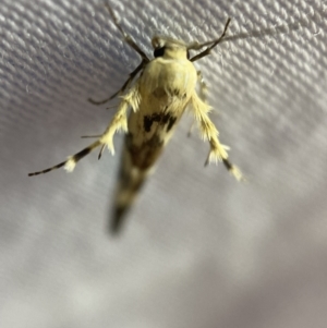 Stathmopoda melanochra at Jerrabomberra, NSW - 7 Mar 2022