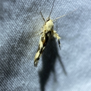 Stathmopoda melanochra at Jerrabomberra, NSW - 7 Mar 2022