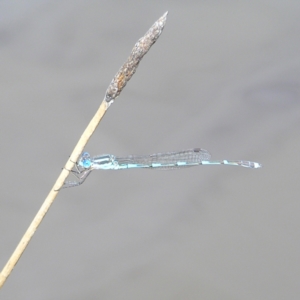 Austrolestes leda at Fisher, ACT - 6 Mar 2022