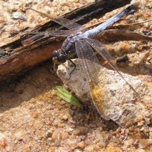 Orthetrum caledonicum at Fisher, ACT - 6 Mar 2022