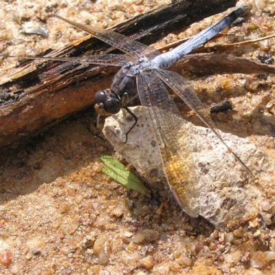 Orthetrum caledonicum (Blue Skimmer) at Fisher, ACT - 6 Mar 2022 by MatthewFrawley