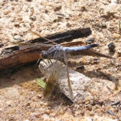 Orthetrum caledonicum at Fisher, ACT - 6 Mar 2022 11:22 AM