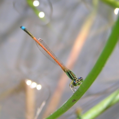 Ischnura aurora (Aurora Bluetail) at Fisher, ACT - 6 Mar 2022 by MatthewFrawley