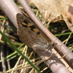 Geitoneura klugii (Marbled Xenica) at Fisher, ACT - 6 Mar 2022 by MatthewFrawley