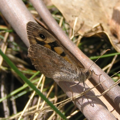 Geitoneura klugii (Marbled Xenica) at Fisher, ACT - 6 Mar 2022 by MatthewFrawley